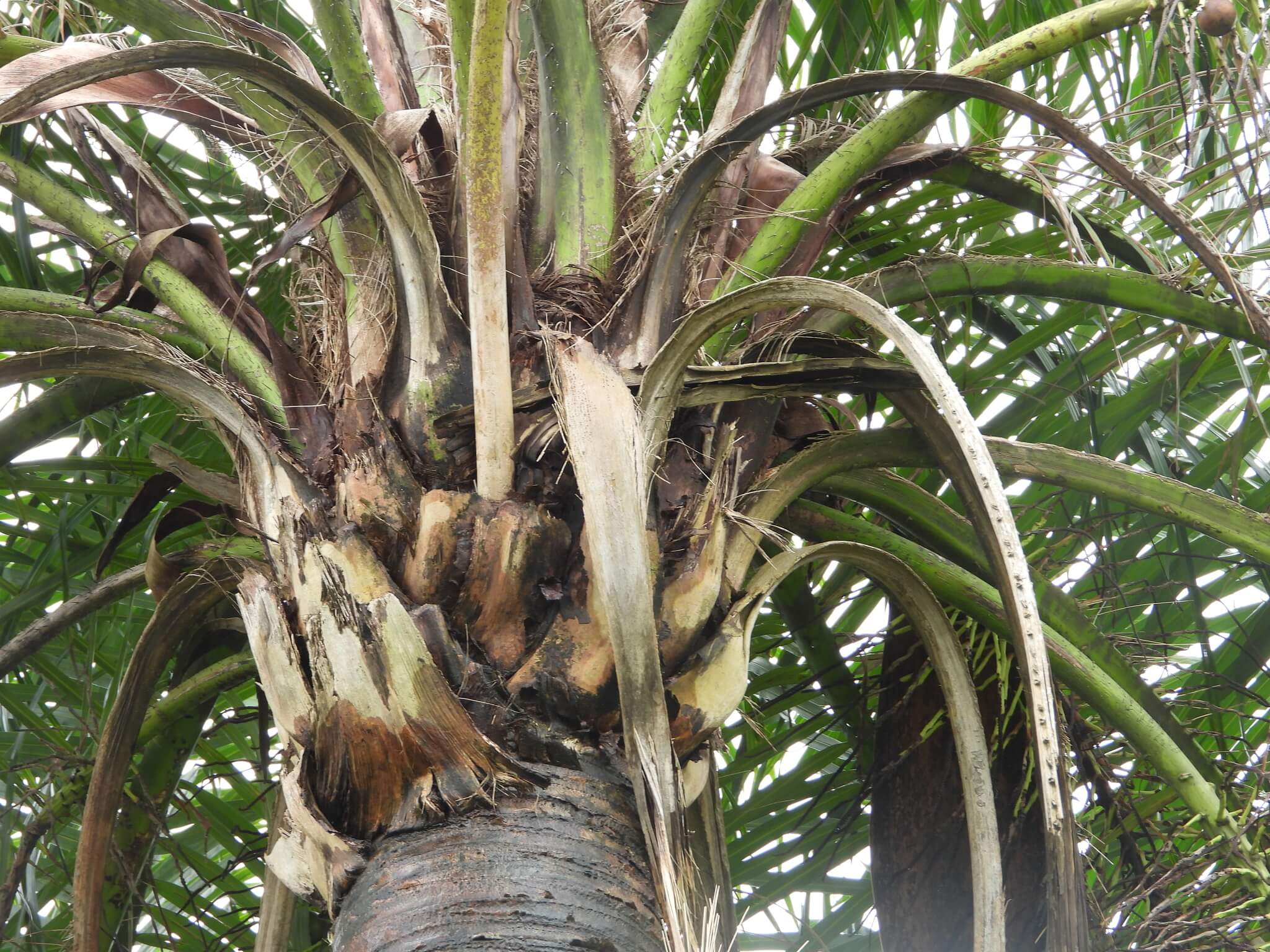 Acrocomia aculeata  